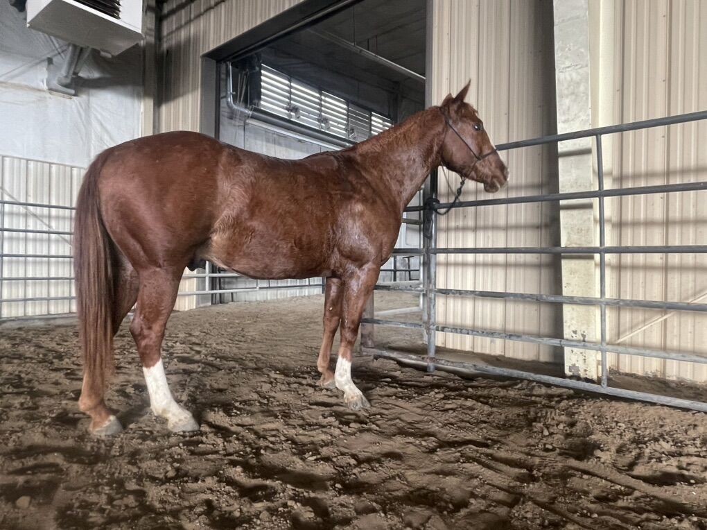 Lamars Little Cat- Aqha colt