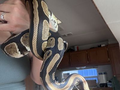Ball Python