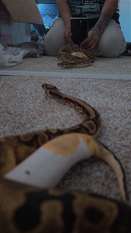 female ball python