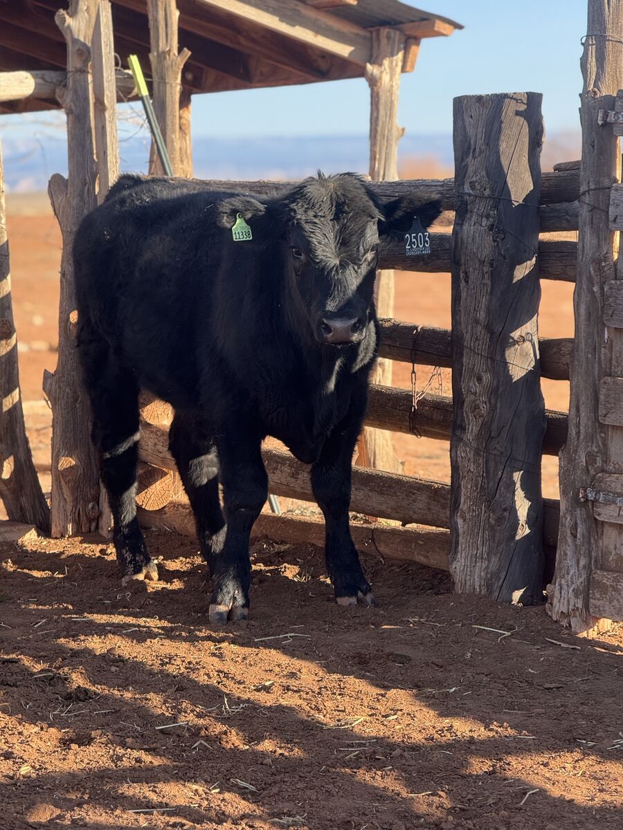 Yearling Black Angus Bull