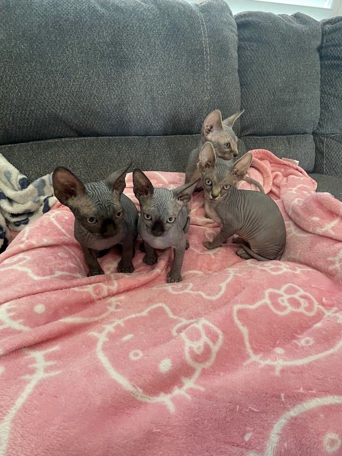 Sphynx Kittens for Sale