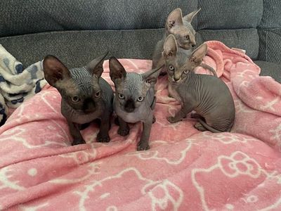 Sphynx Kittens for Sale