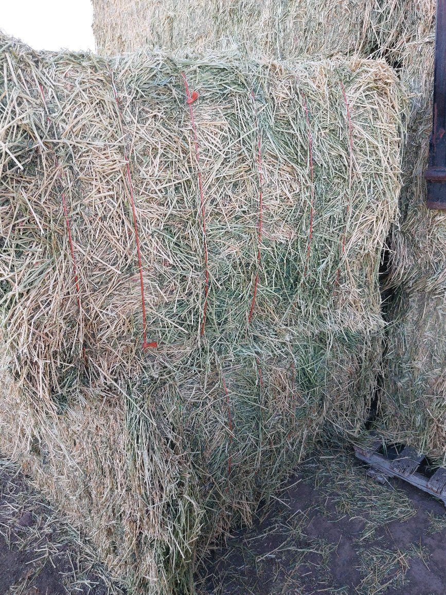 2nd crop 3x4x8ft alfalfa bales