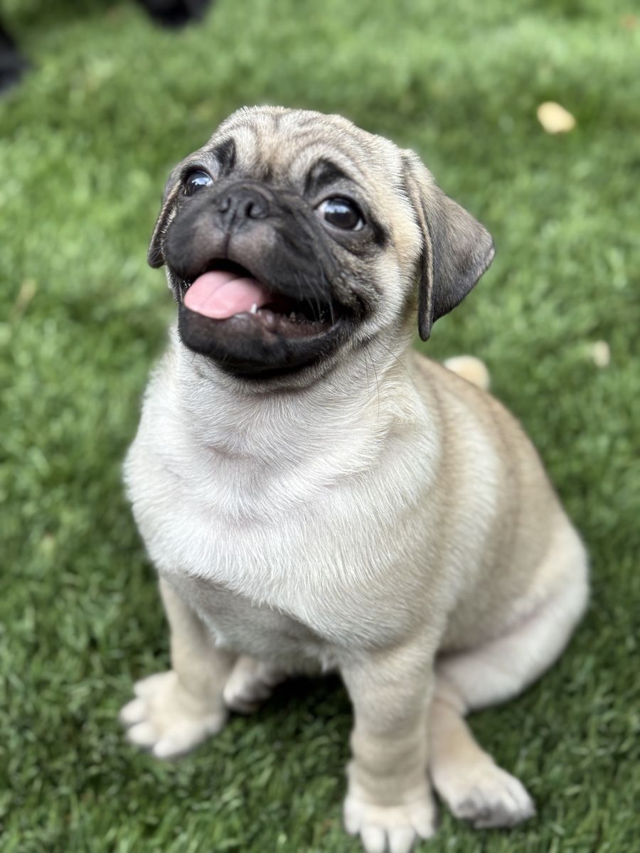 Adorable Pug Puppy for Sale - Male/Female - Ready for New Home!