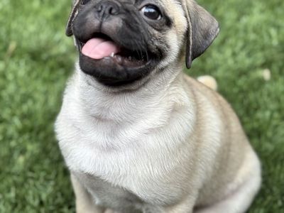 Adorable Pug Puppy for Sale - Male/Female - Ready for New Home!