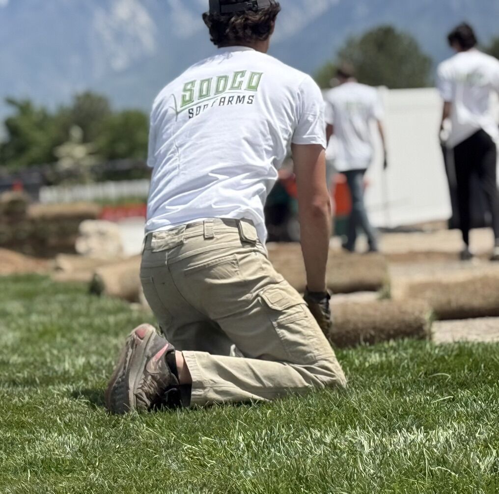Sod Delivery & Installation
