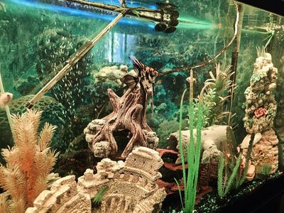 Fish tanks, stands, chemicals, minerals, salts, antibiotics, food, nets, cleaning supplies, filters, heaters, lights, air pump
