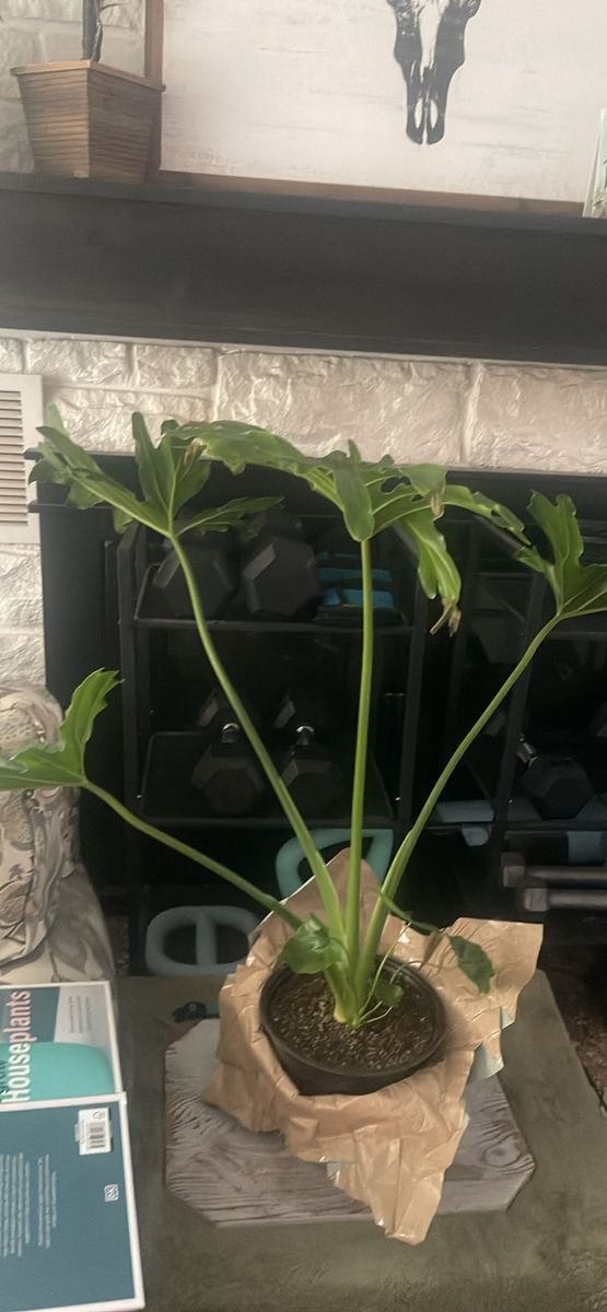 Potted Philodendron Potted Houseplant