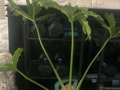 Potted Philodendron Potted Houseplant