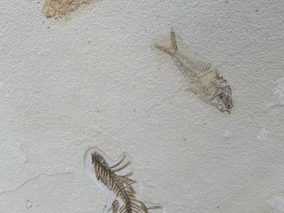 Over 100+ Fossil Fish