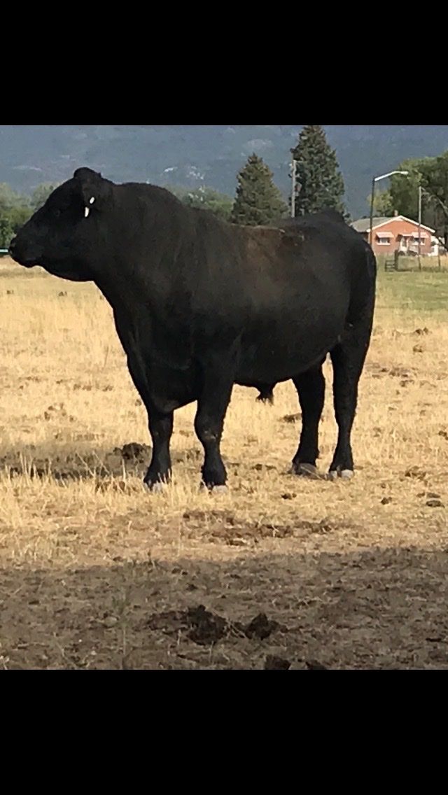 2-Year old Angus / Wagyu breeding bull.