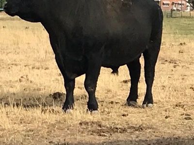 2-Year old Angus / Wagyu breeding bull.