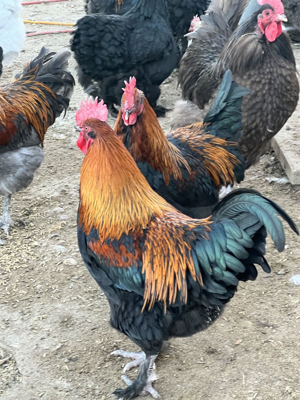 Black copper Maran Roosters
