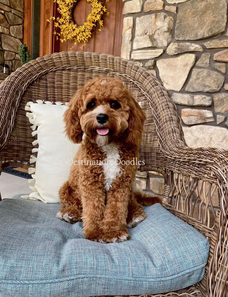 Toy F1 Cavapoo Stud - Therapy Dog, OFAs, Amazing!