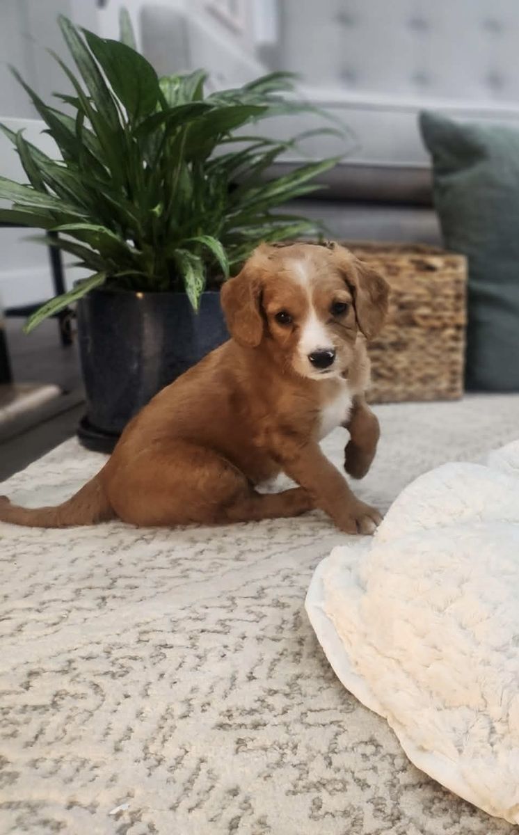 Mini Cavapoo male red
