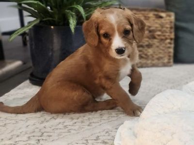 Mini Cavapoo male red