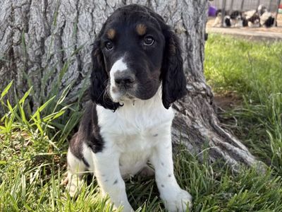 3 AKC Springer Spaniel Puppies