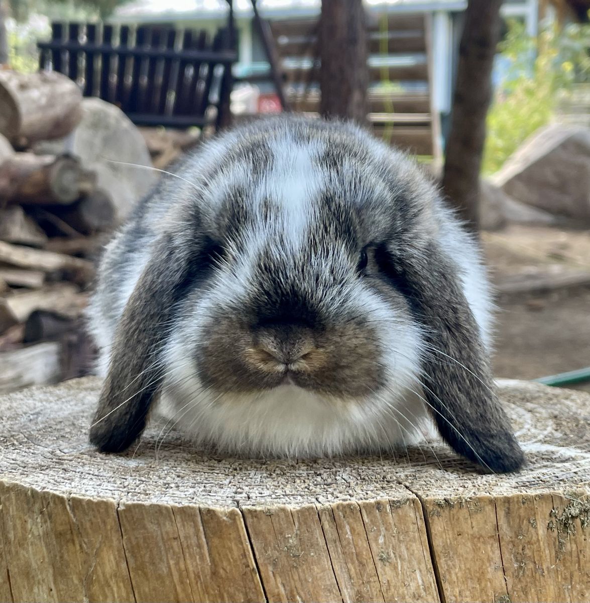 Lucky lops rabbitry pedigreed mini lops for sale