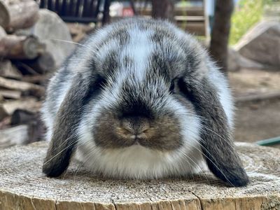 Lucky lops rabbitry pedigreed mini lops for sale