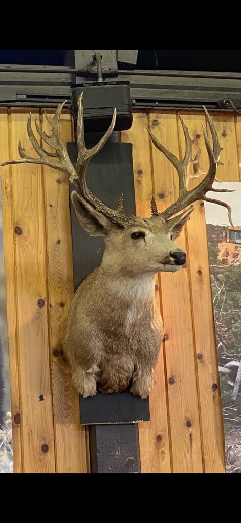 Cash Paid For Heads And Antlers