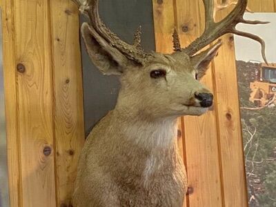 Cash Paid For Heads And Antlers