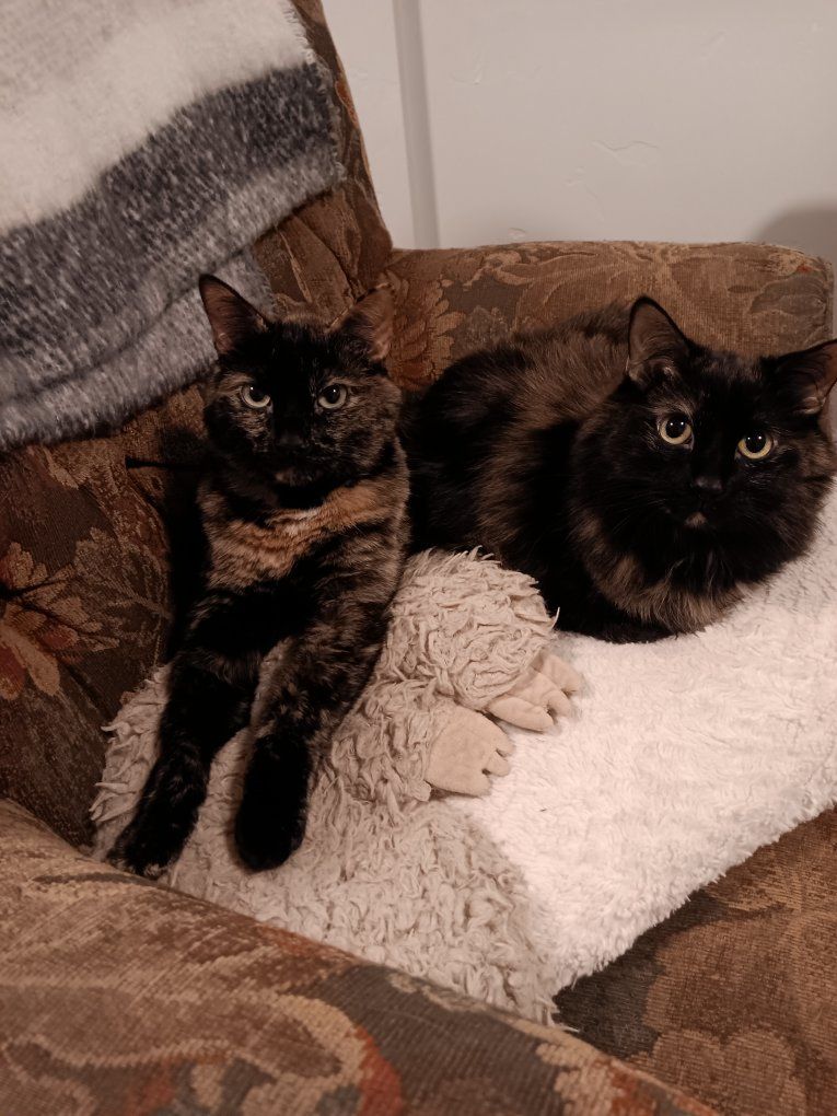 Cuddly Tortie Girl-Vaccinated and Microchipped