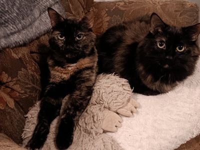 Cuddly Tortie Girl-Vaccinated and Microchipped