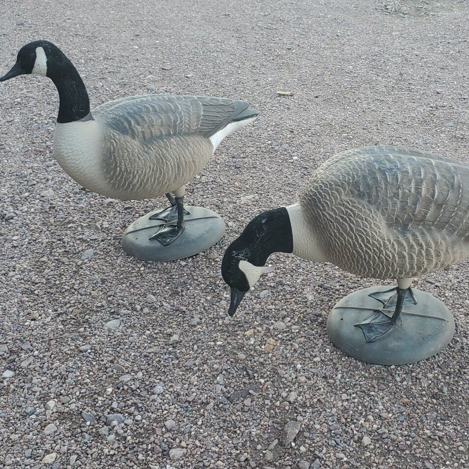 goose decoys