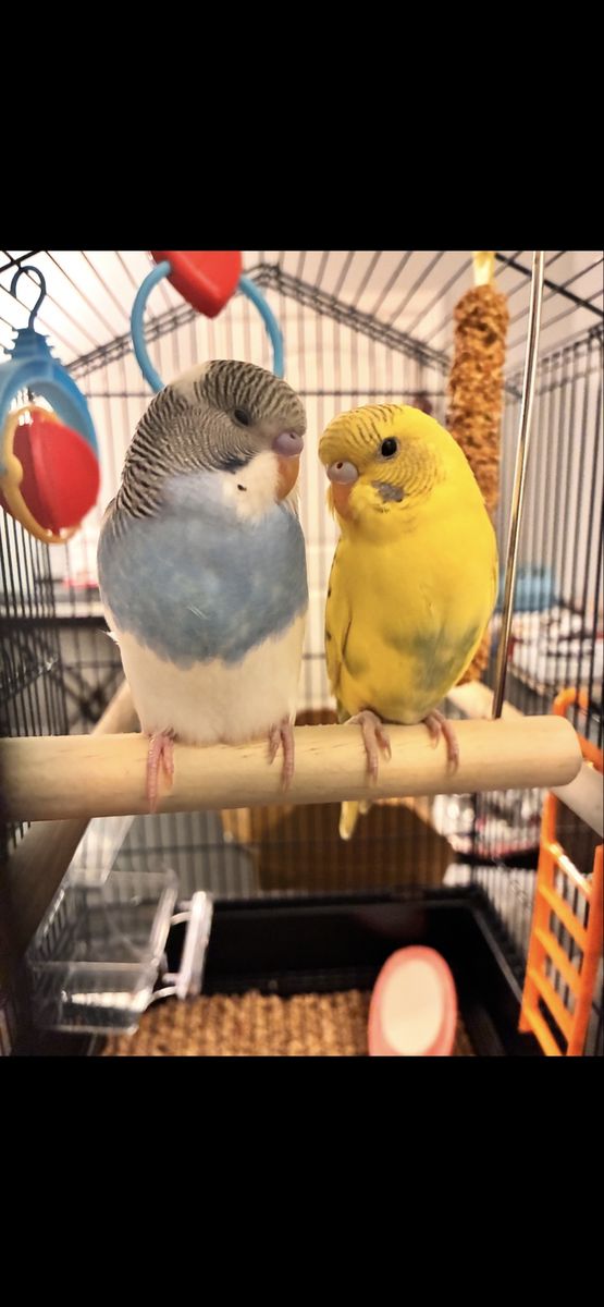 Two Parakeets Budgies with Cage, Food, and Accessories