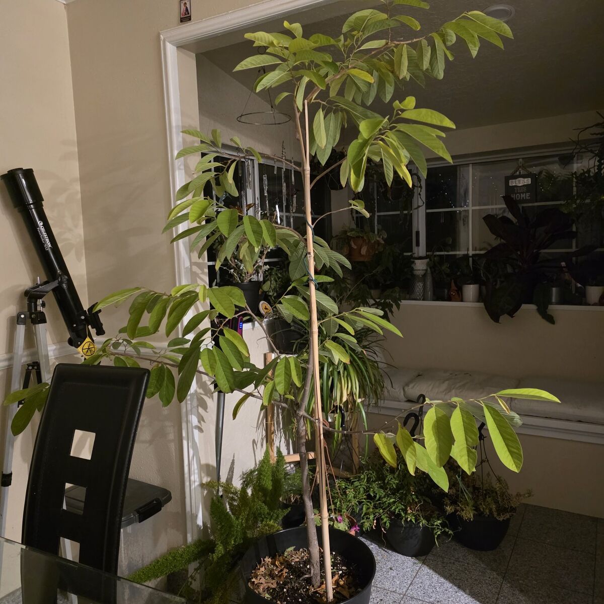 Rare sugar apple tropical tree