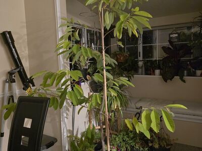 Rare sugar apple tropical tree