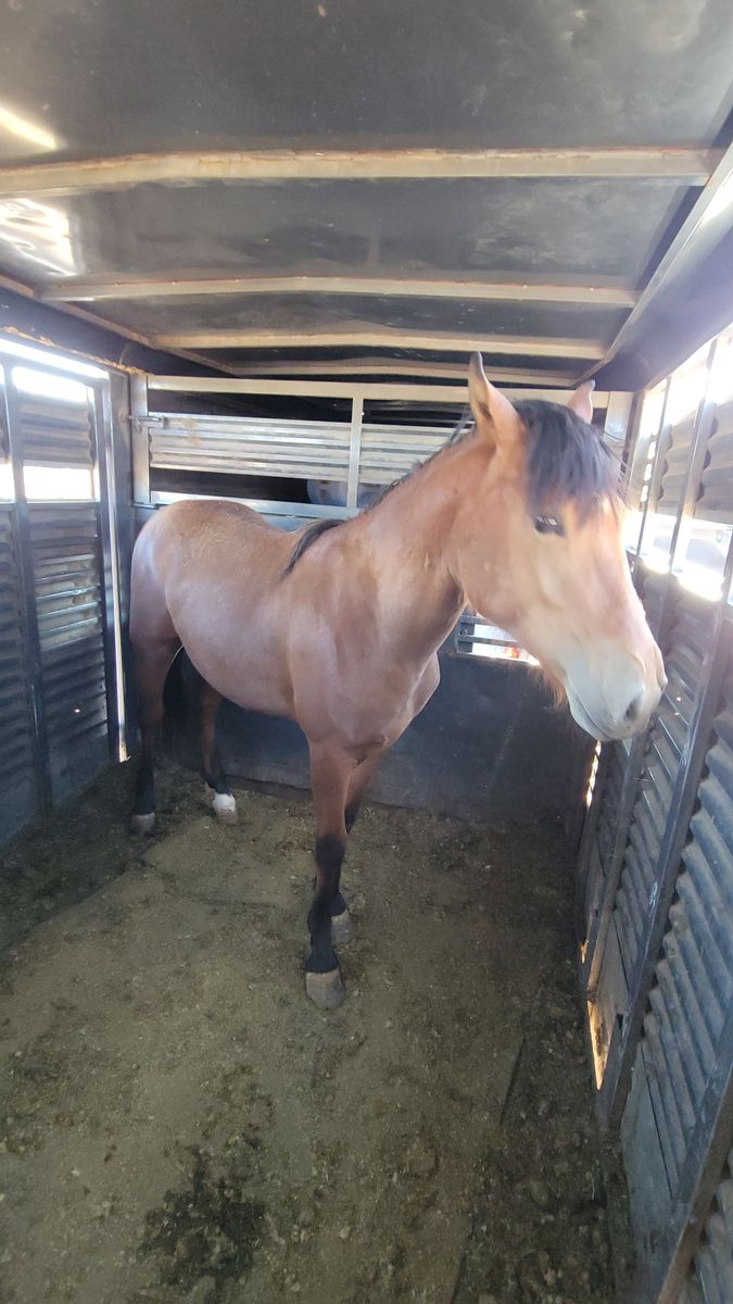 Yearling colt