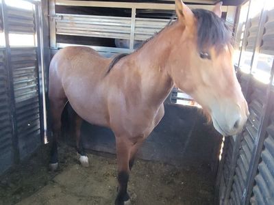 Yearling colt