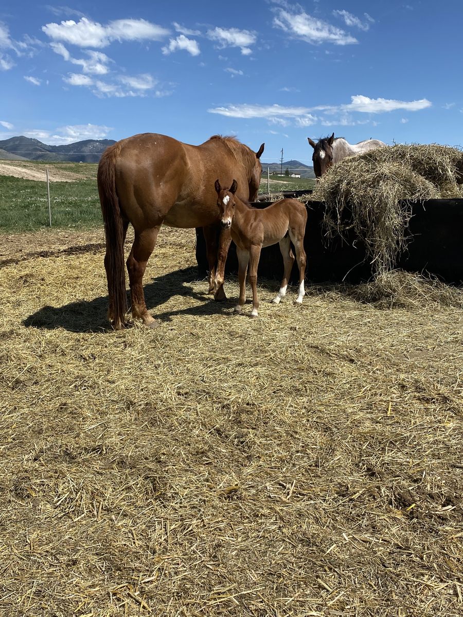 2026 direct grandson of The Denver Badger stud colt