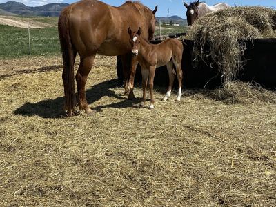 2026 direct grandson of The Denver Badger stud colt