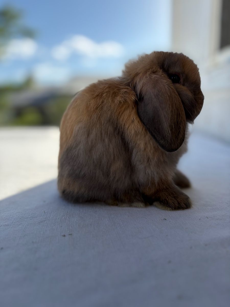 Holland Lop Buck