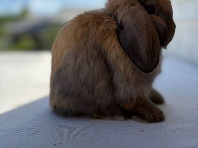 Holland Lop Buck