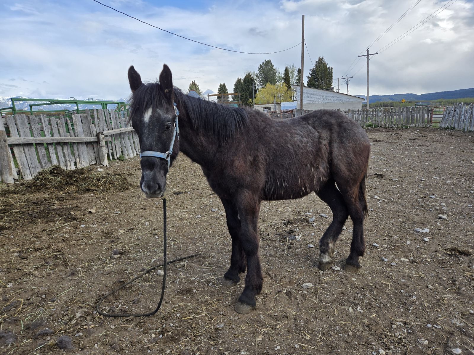Draft Yearling Gelding