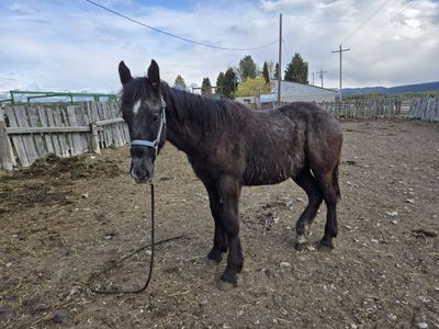 Draft Yearling Gelding
