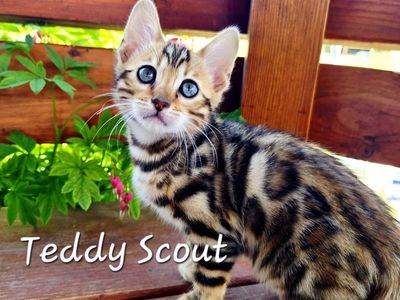 Bengal Kittens - TICA Registered Playful & Snuggly