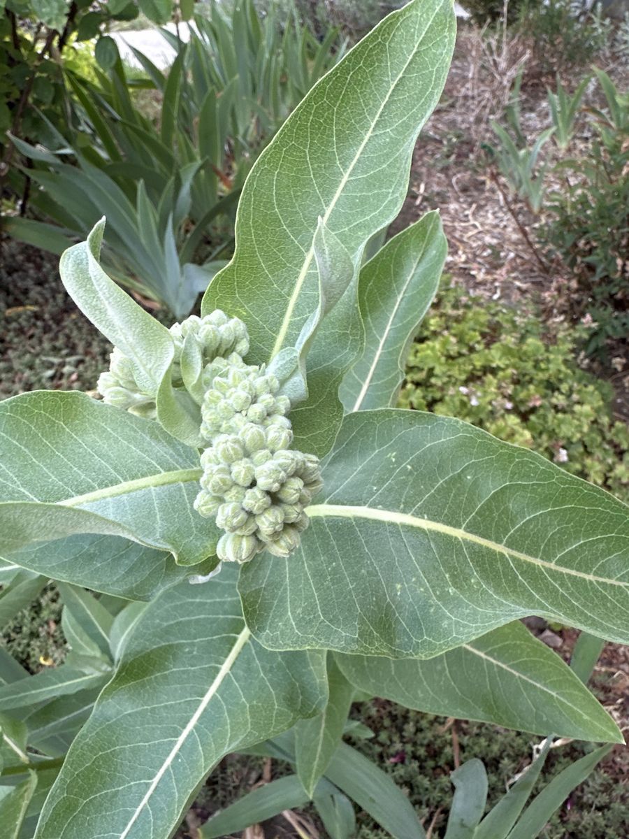 Milkweed Plant
