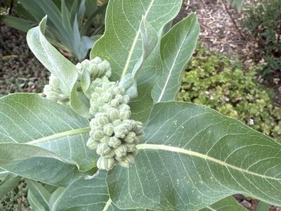 Milkweed Plant