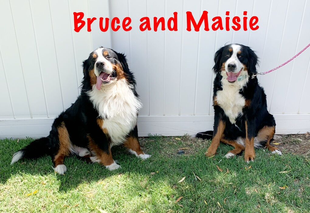 EXPECTING AKC BERNESE MT DOGS!!!