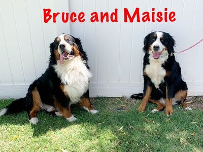 EXPECTING AKC BERNESE MT DOGS!!!