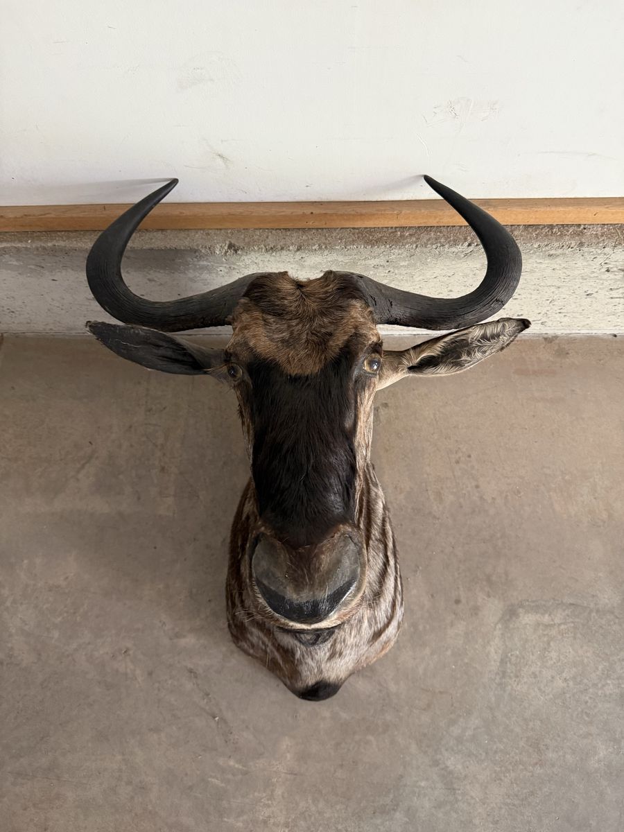 Wildebeest Mount