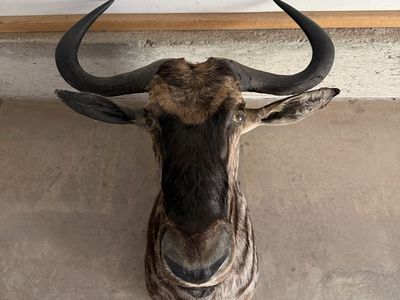 Wildebeest Mount