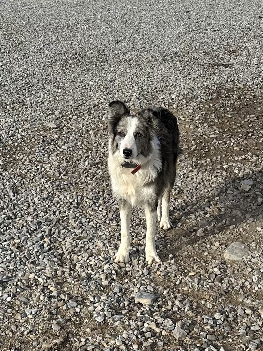AKC Border Collie Grand Champion sired. Grand dam is a herding champion