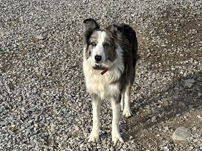 AKC Border Collie Grand Champion sired. Grand dam is a herding champion