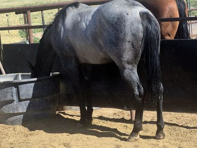 2Yr Old Well Bred Blue Roan Filly