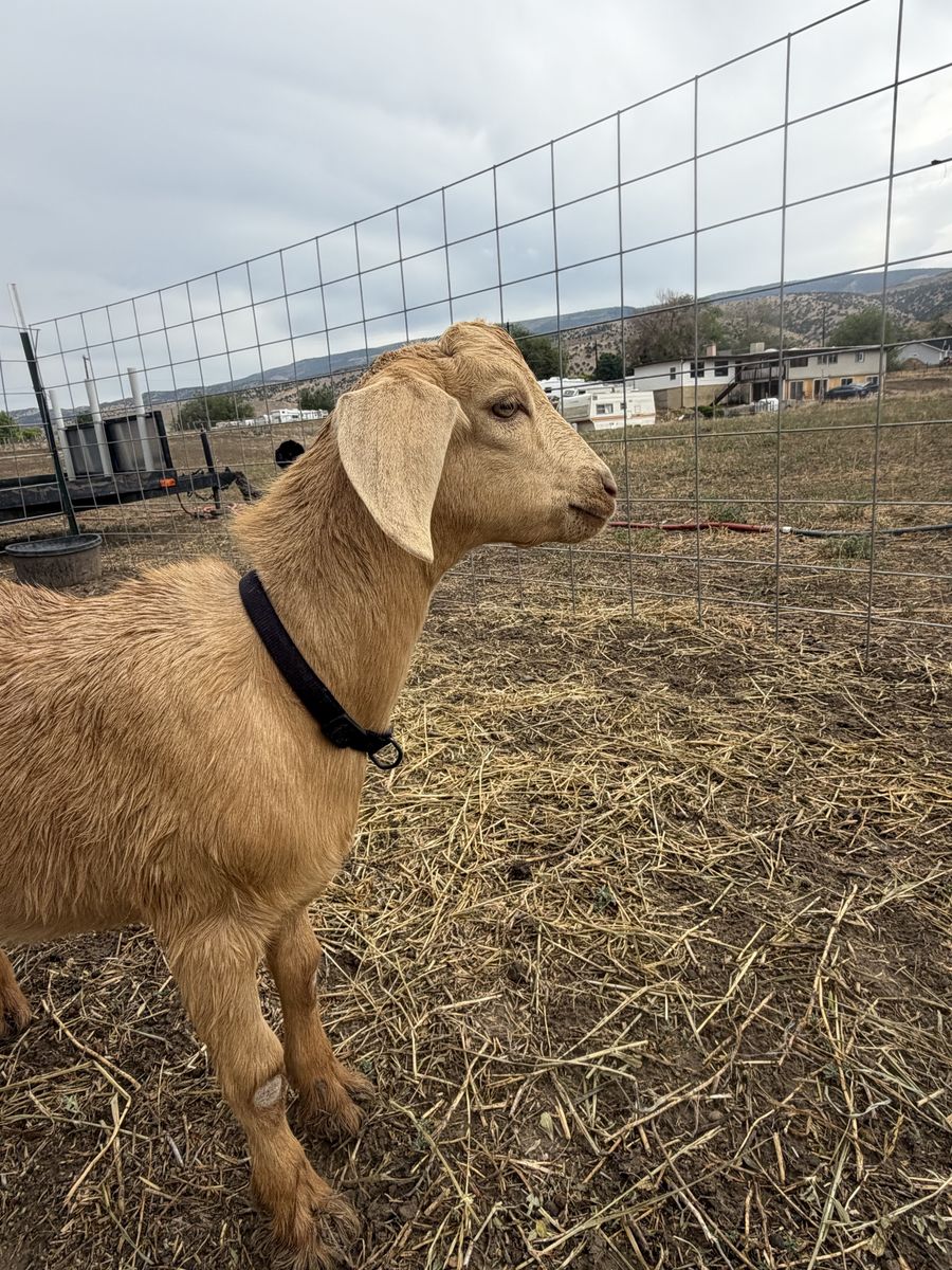 Mini Nubians buck